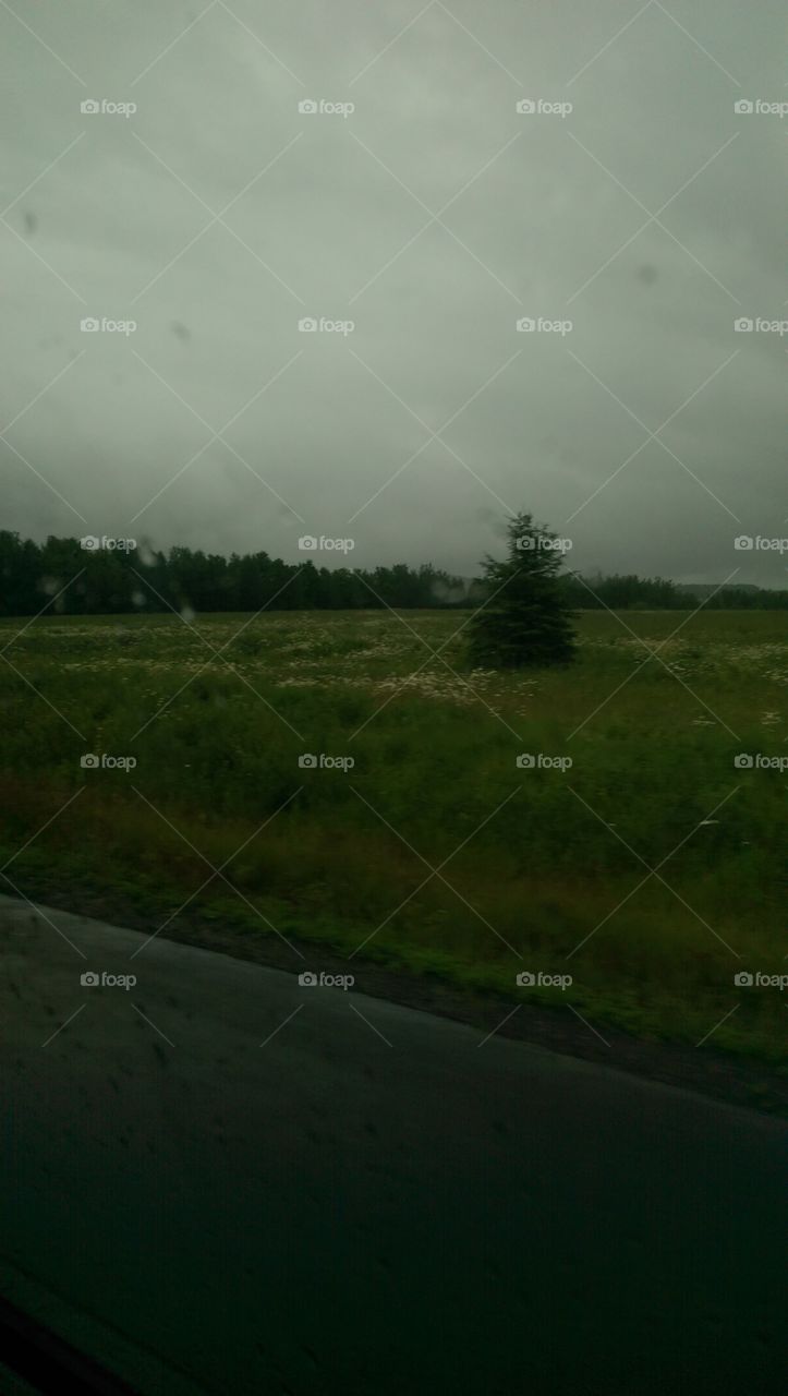 Landscape, Tree, No Person, Light, Environment