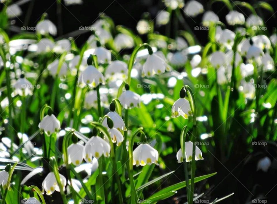 Snowdrops