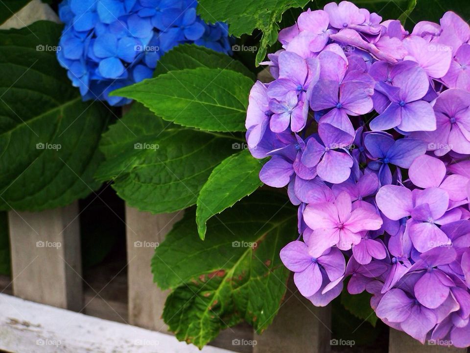 Hydrangea