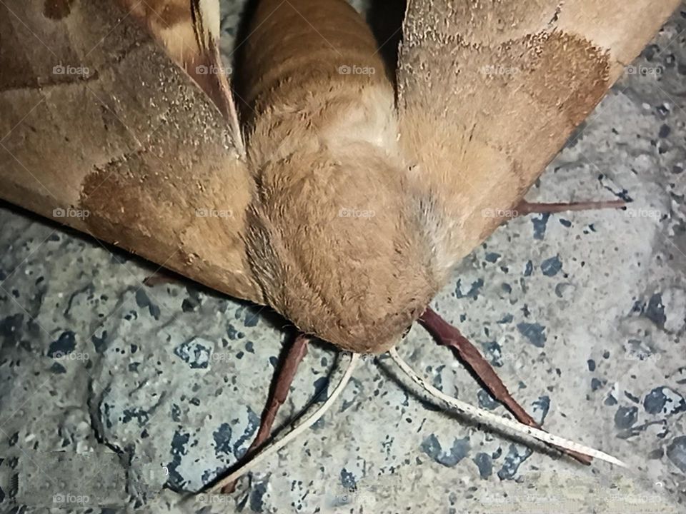 macro çekim kelebek