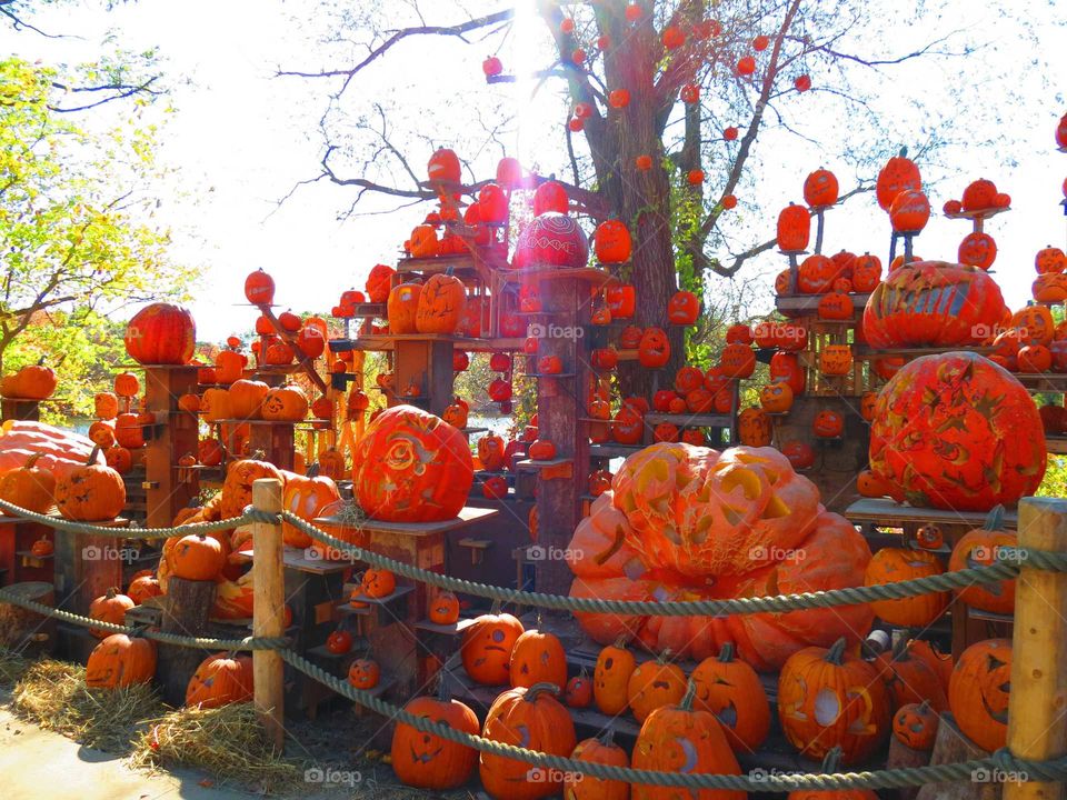 Carved pumpkins 