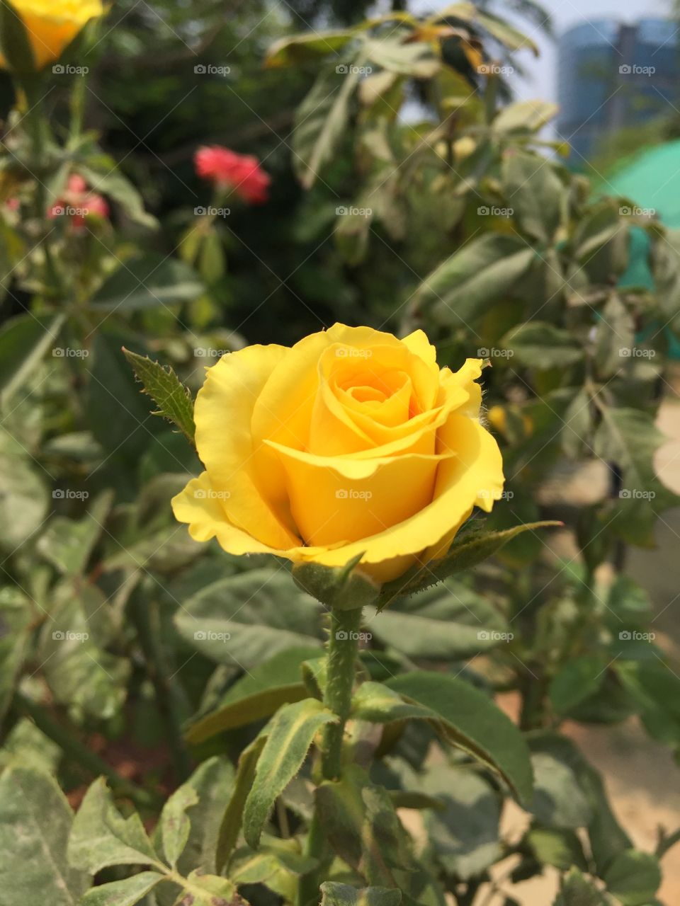 Yellow beauty rose