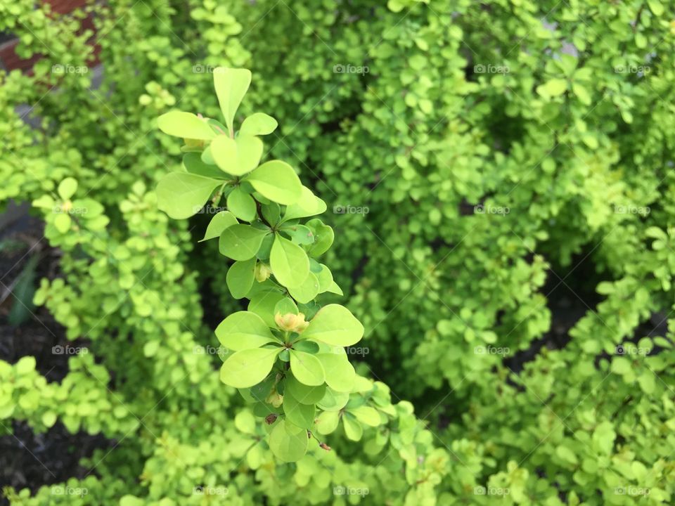 Plant with green and greenish yellow leaves.
