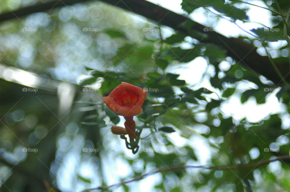 Wild morning glory 