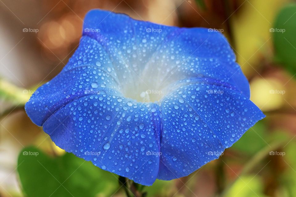 Beautiful petunia flower with water drops 