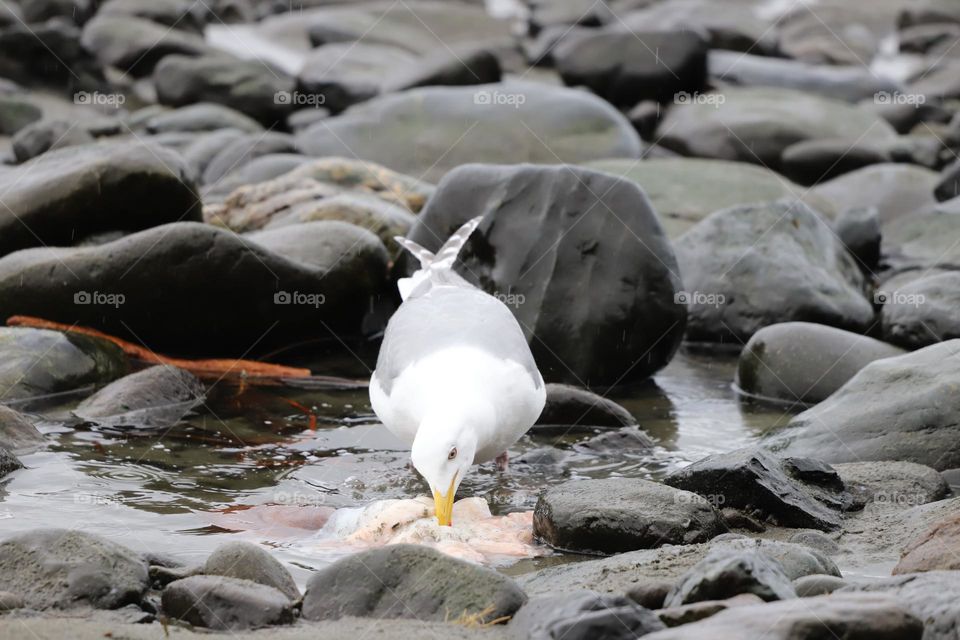 Seagull eating octopus 