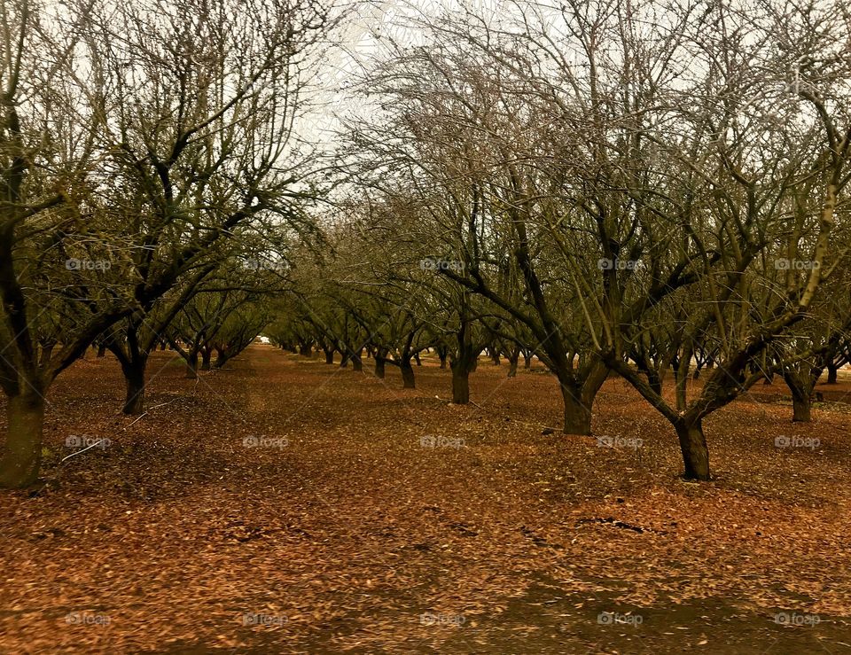 Late autumn orchard