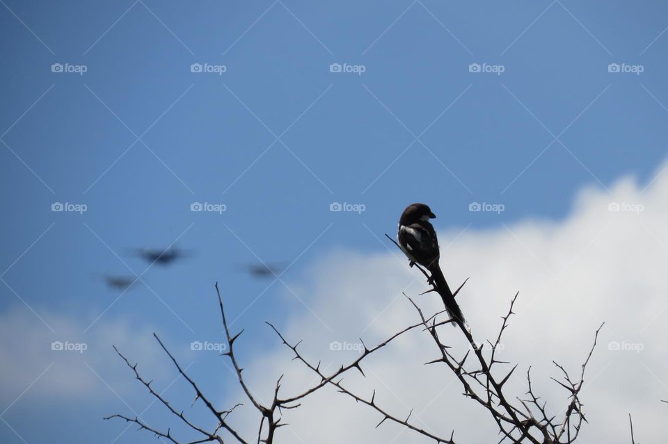 Bird on a branch with airplanes in the background