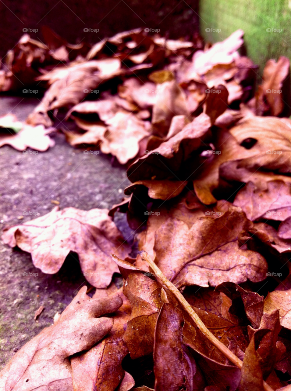 leaves autumn pile dried by judgefunkymunky