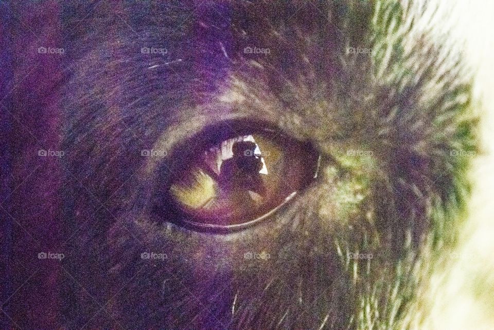 animal eye 