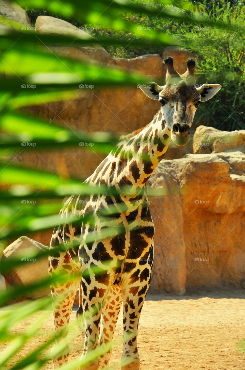 giraffe in Valencia biopark