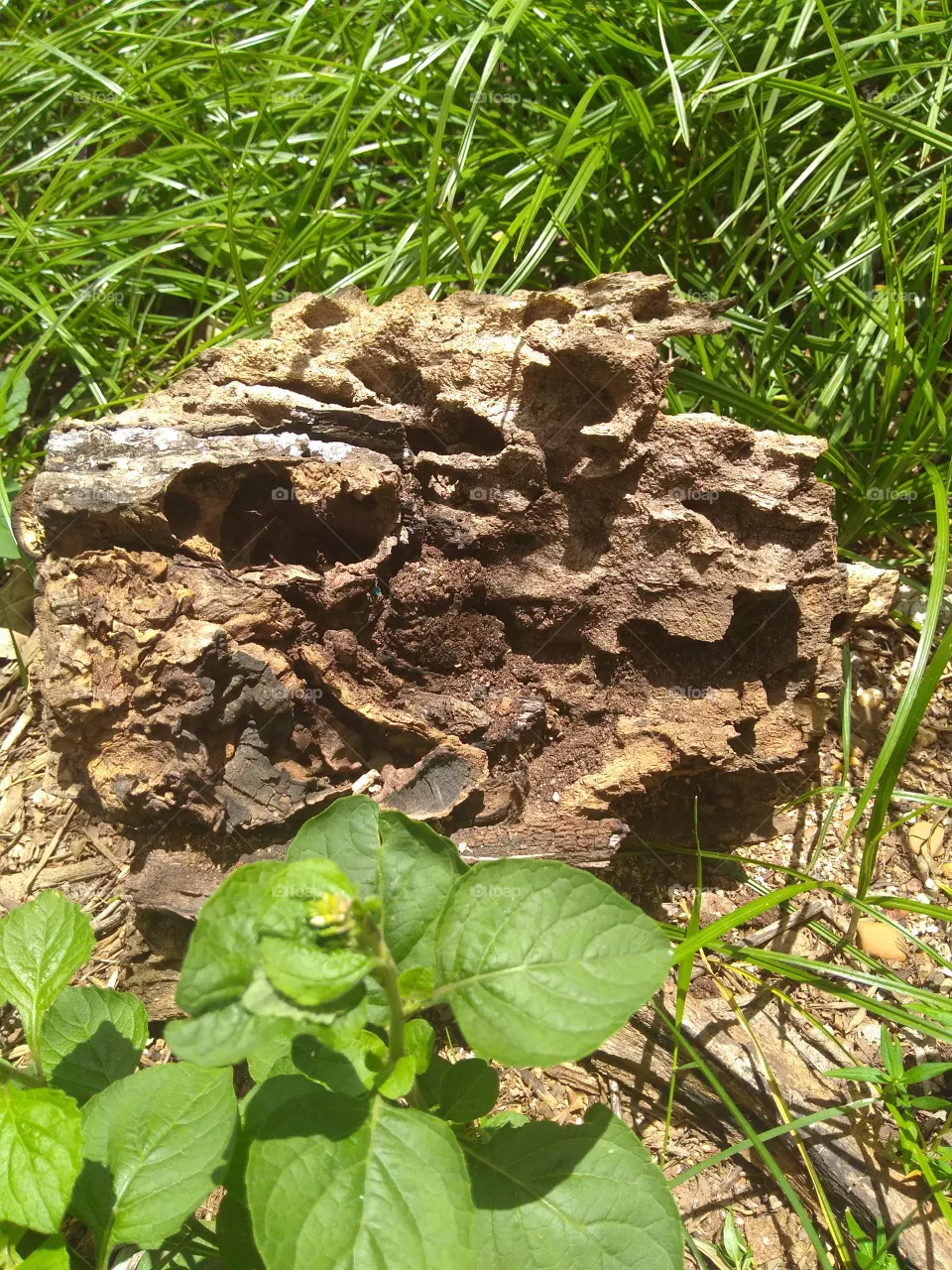 dry trunk