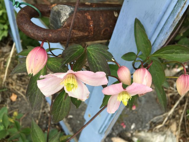 Clematis 