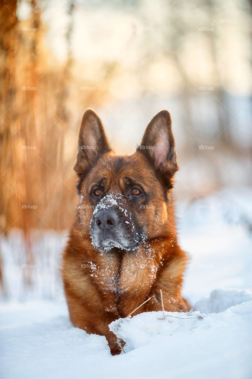 Red cute german shepherd male dog portrait at snow at the winter