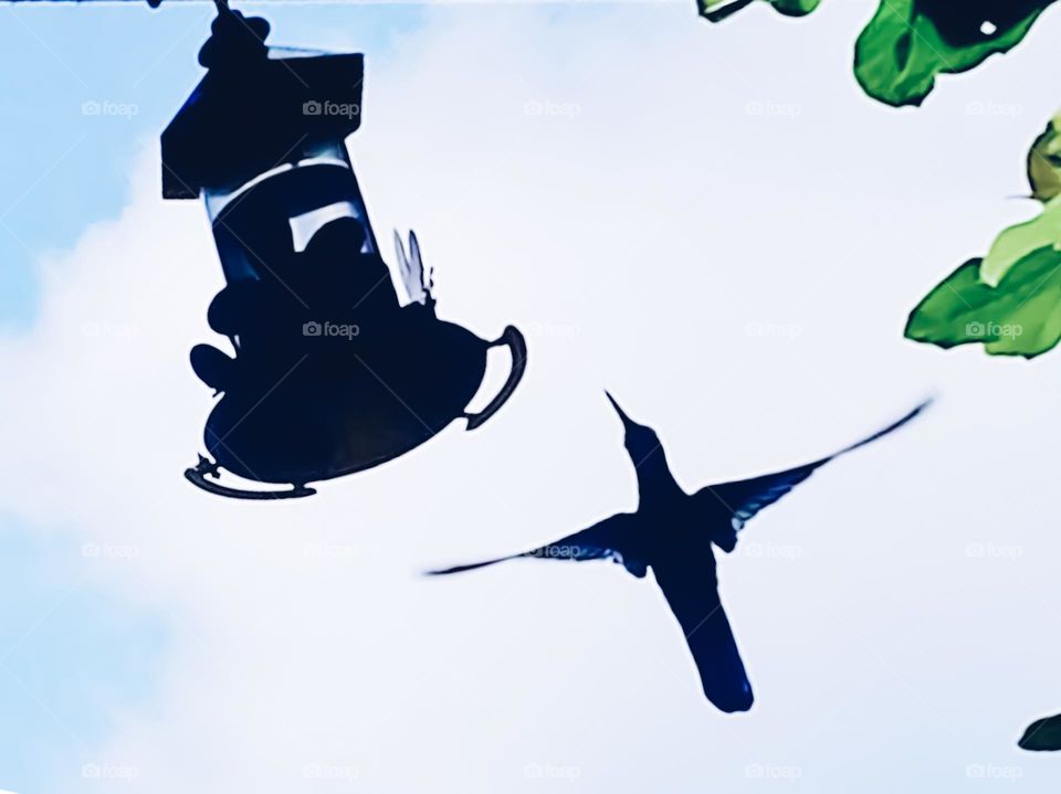 Even on a windy day in spring, the beautiful Hummingbird balances itself to drink water. The activity of pollinating animals, such as hummingbirds, intensifies in spring.