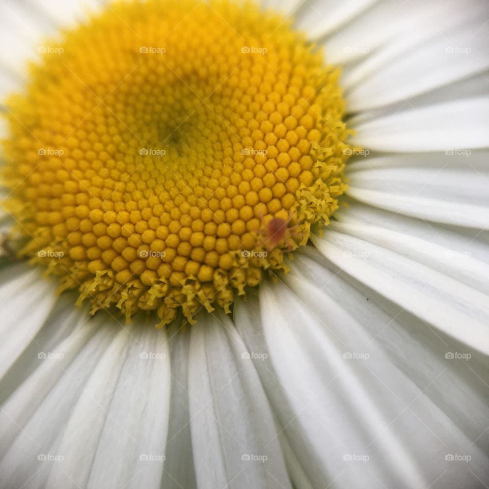 Perfect daisy with a spiderling
