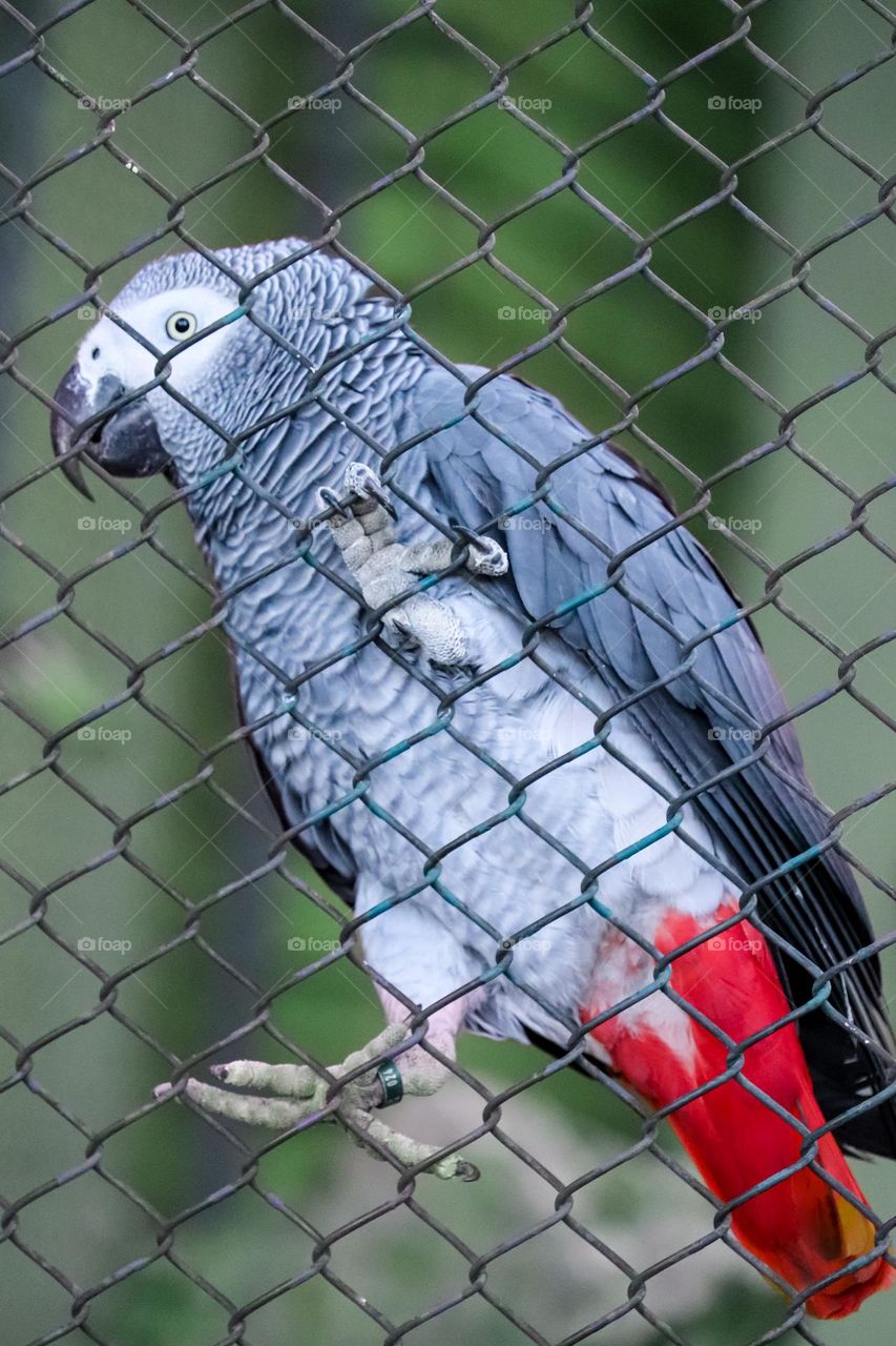 A parrot at the metal fence