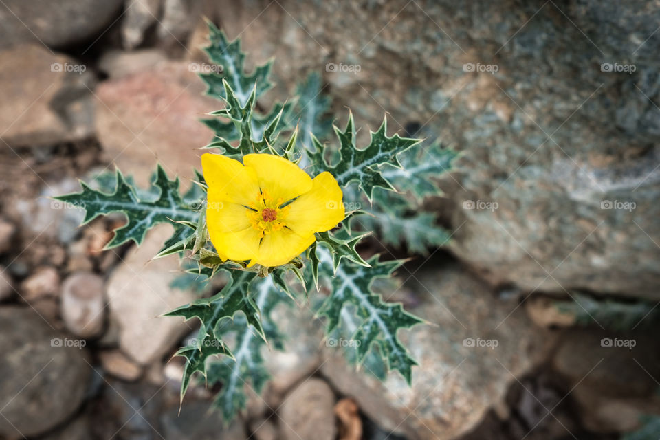 Wild yellow flower on a dry river