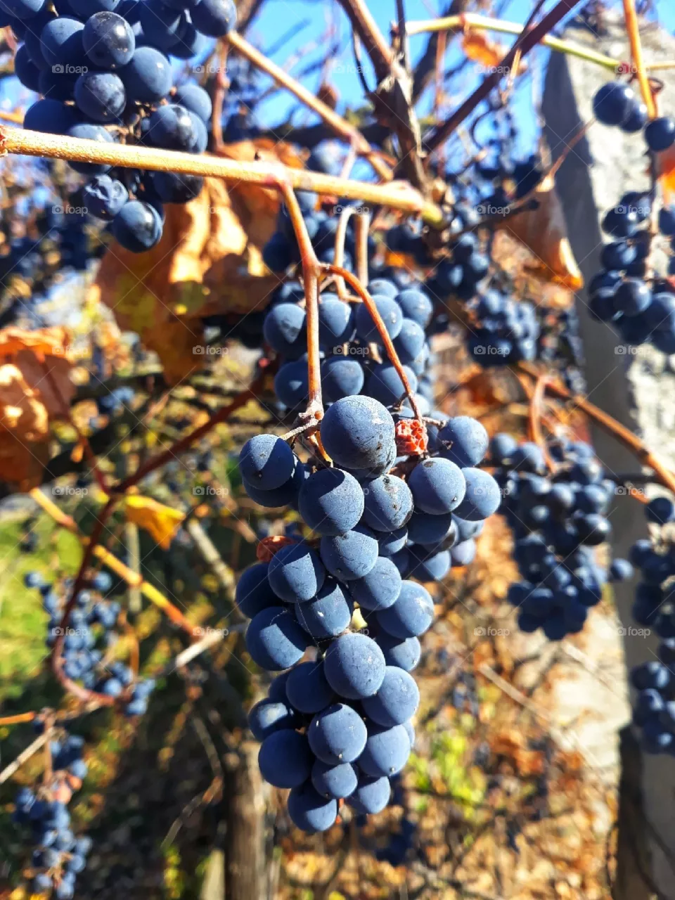 The delicious fruits of the autumn season