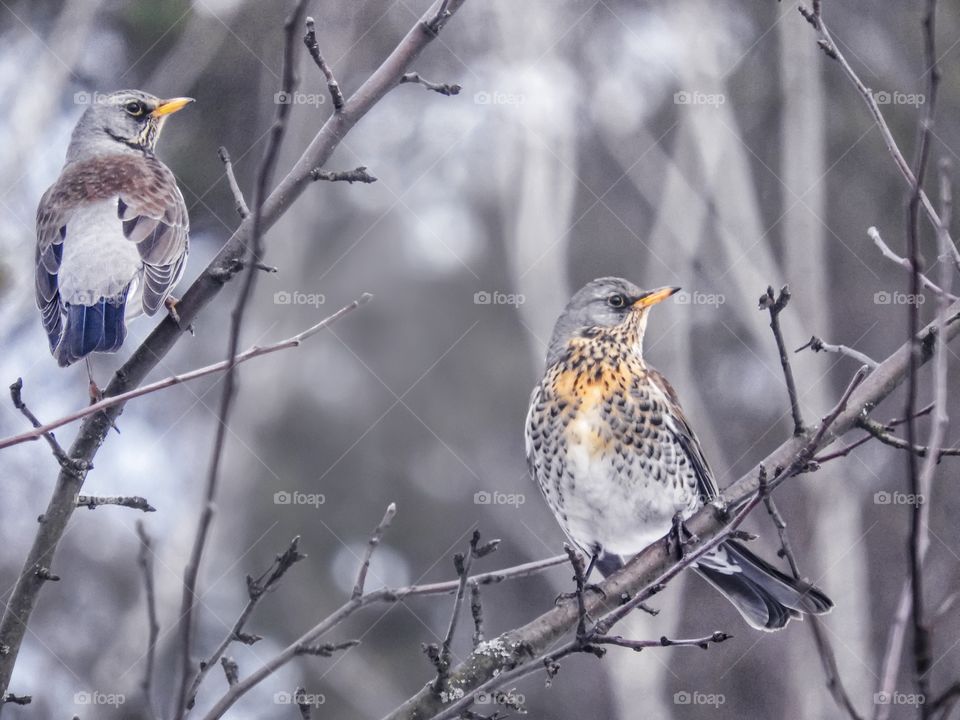 Thrush birds on tree branches