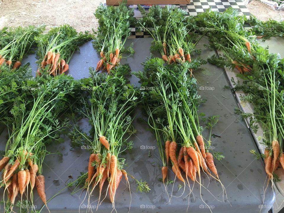 Harvesting Carrots.