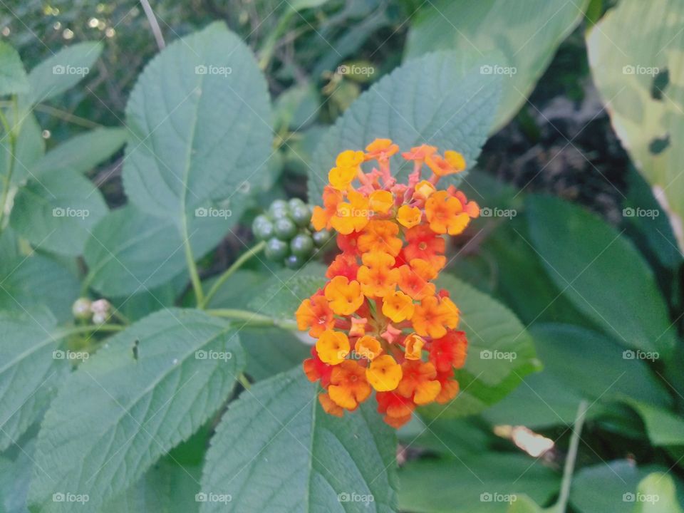flower lantana