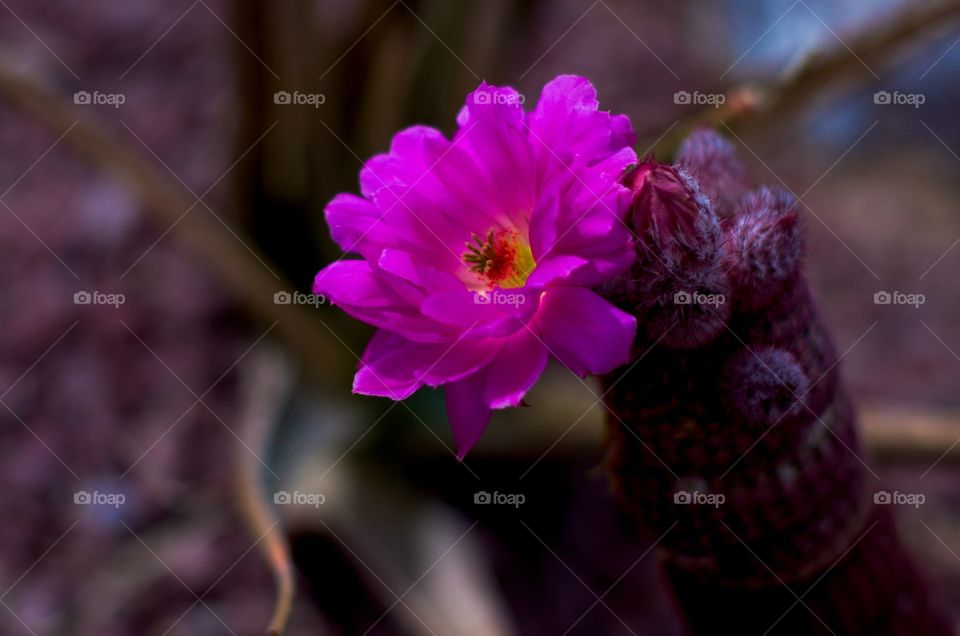 Cactus flower