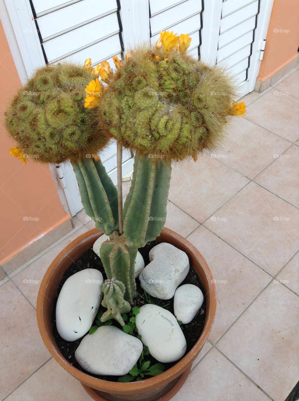 Cactus flowering in a pot.