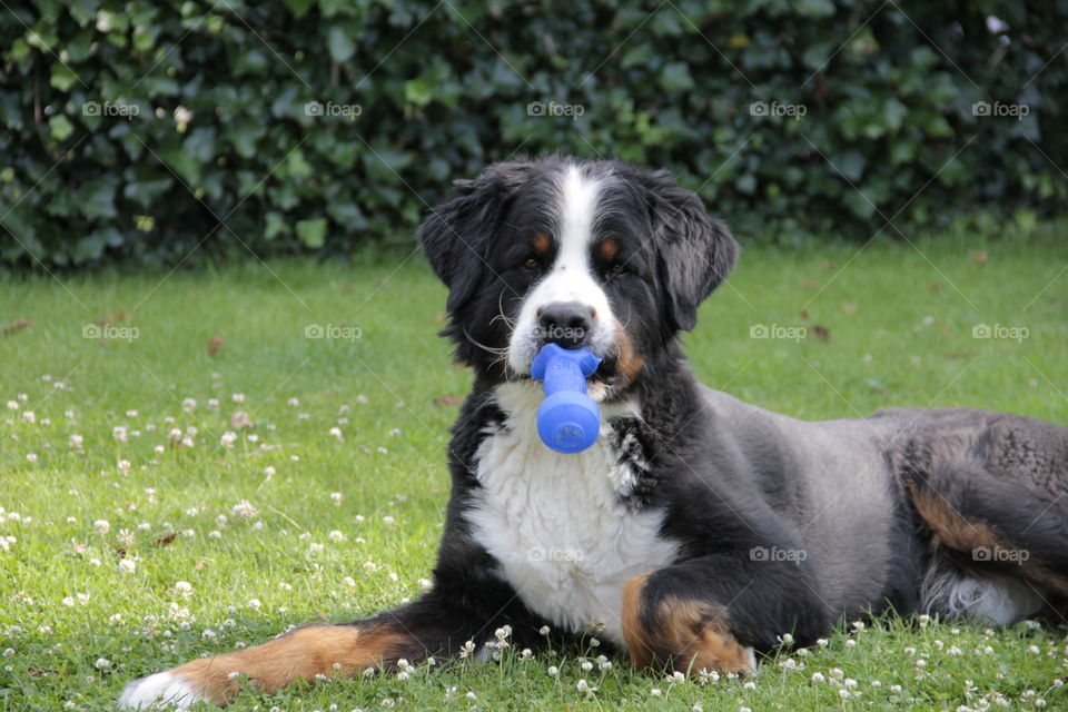 berner sennen and his toy