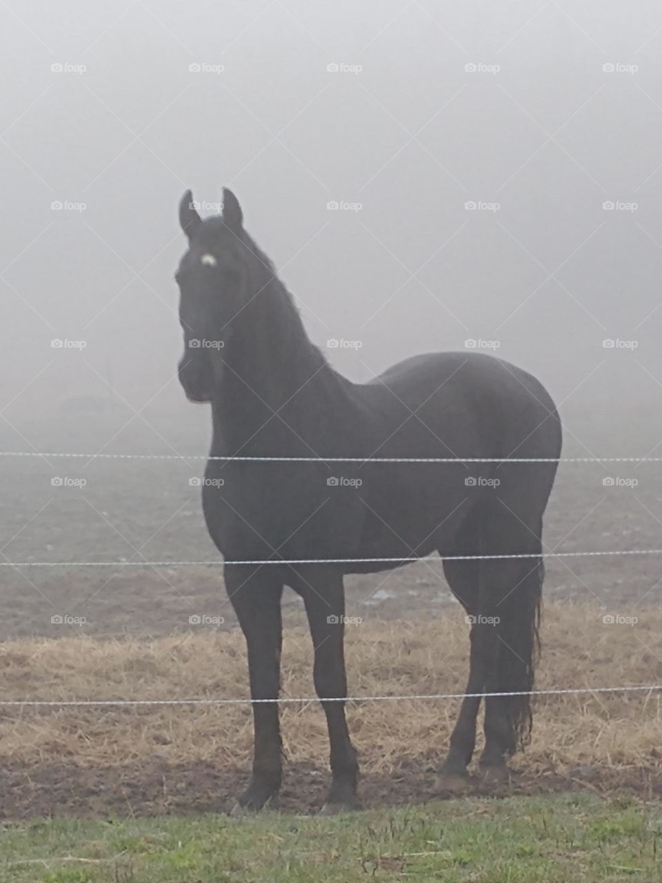 black horse in fog