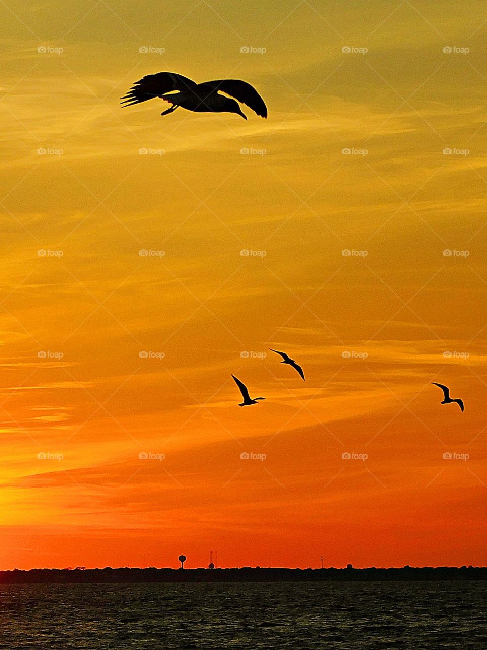 Silhouette Seagulls swoop over the Gulf of Mexico during a golden sunset in search of food