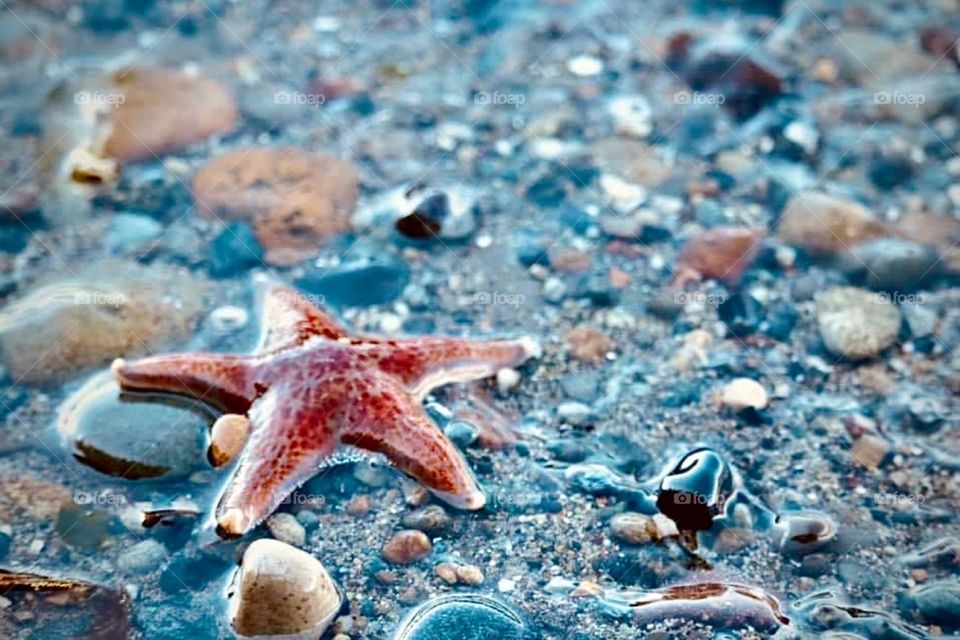 A vibrant red-orange sea star is spotted at low tide on the rocky shore of Owen Beach, Tacoma, Washington 