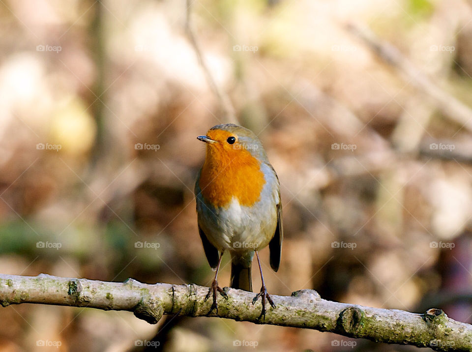 Little red bird