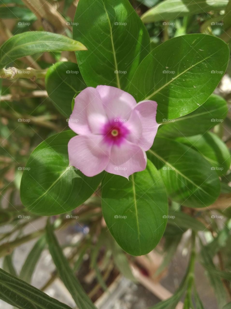 periwinkle pink flower seasonal fresh looks very beautiful generally found everywhere