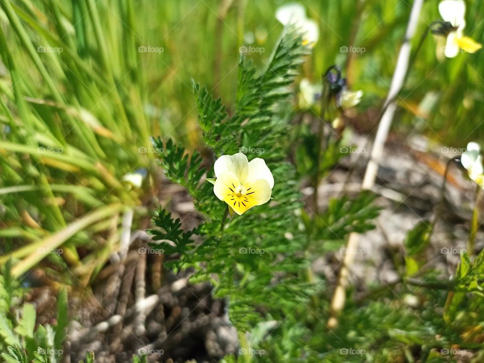 Viola arvensis is a species of violet known by the common name field pansy