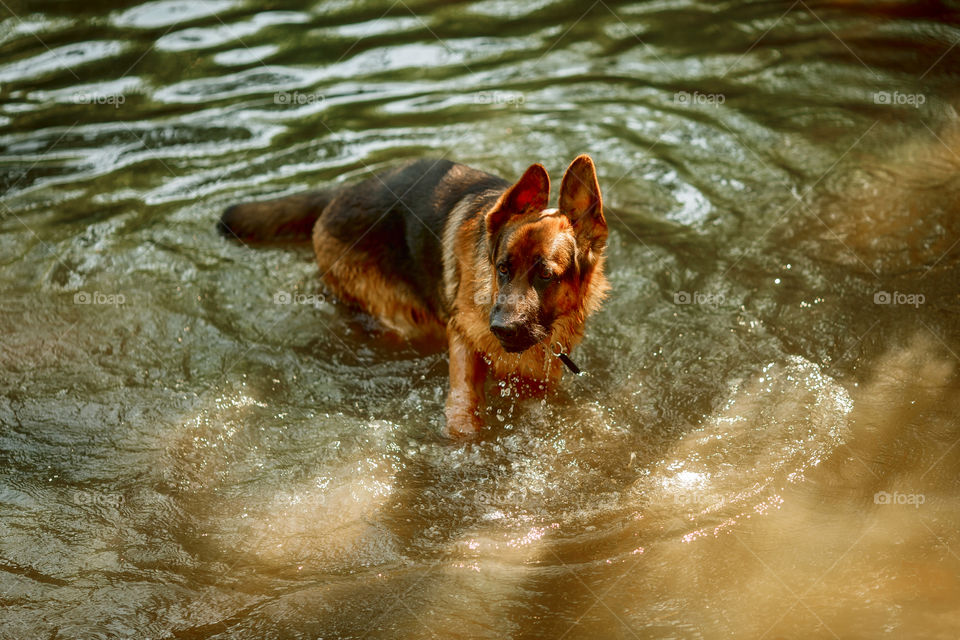 German shepherd dog swimming in a summer river