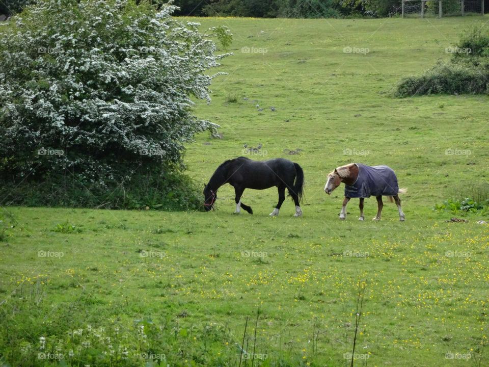 horse farm