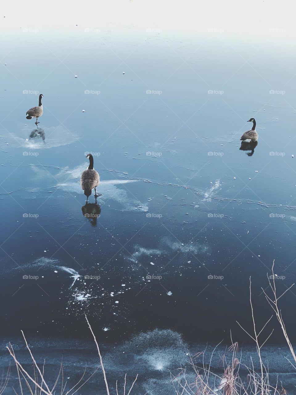 Three ducks and its reflections