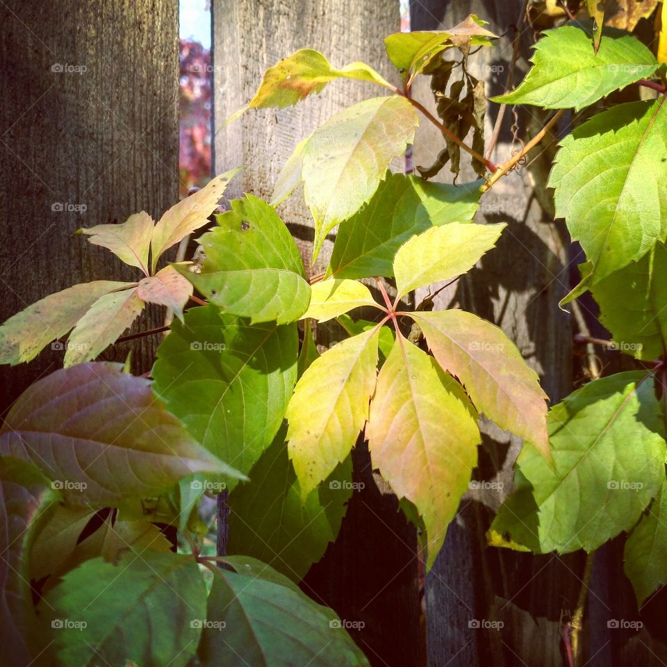 Bullis vine. Autumn.