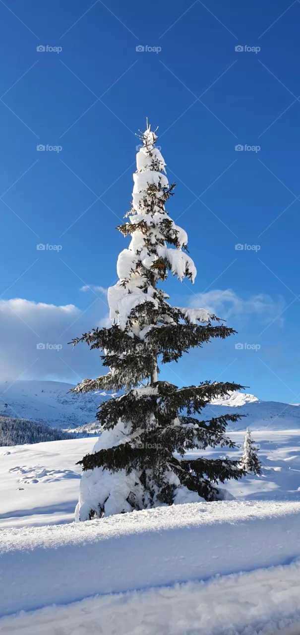 Winter tree 