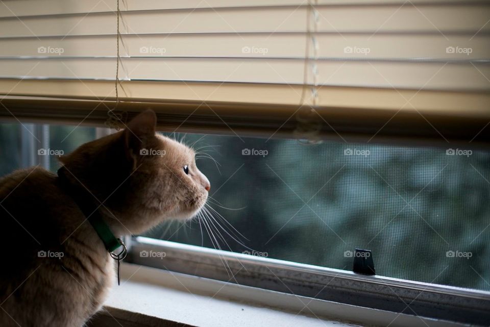 Cat looking out window