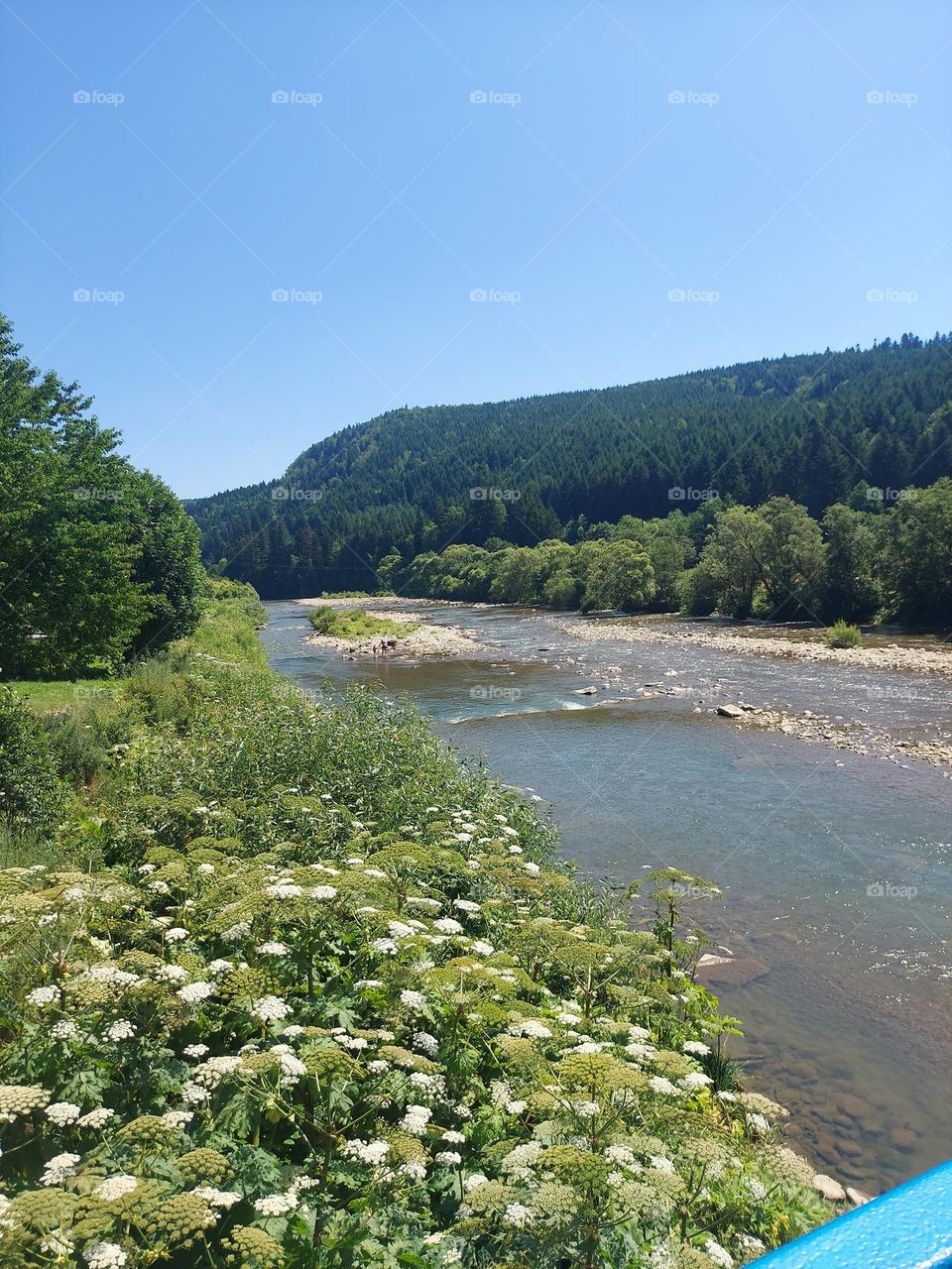 Carpathian Mountains. Nature of Ukraine.Mountain Creek