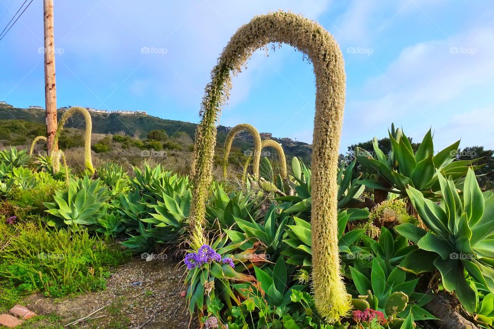 A foxtail agave in Laguna Beach California