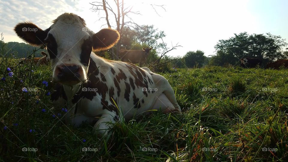 Cow, Mammal, Grass, Cattle, Farm