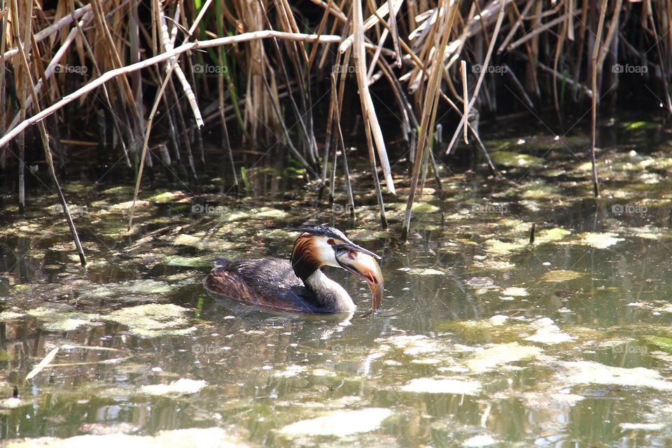 great crested grebe eat fish