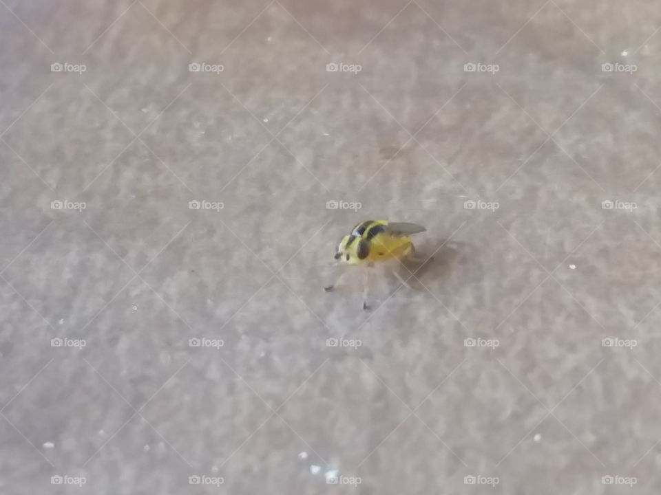 tiny yellow and black bug