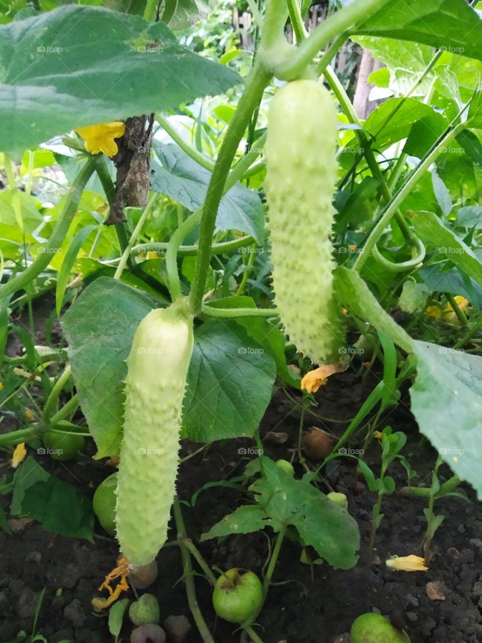 strange cucumber 🥒