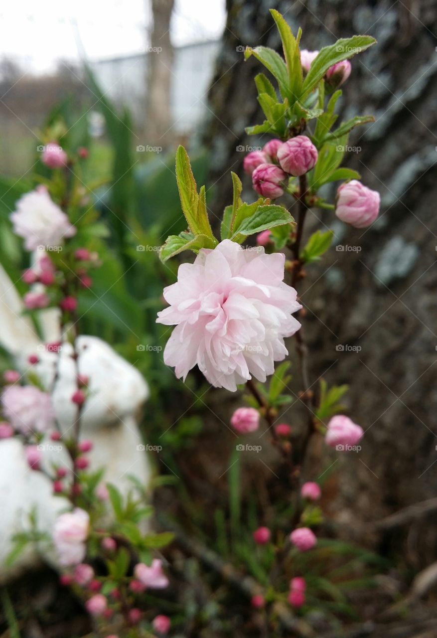 Small pink flower bush blooming by a tree with a cast iron rabbit in the background