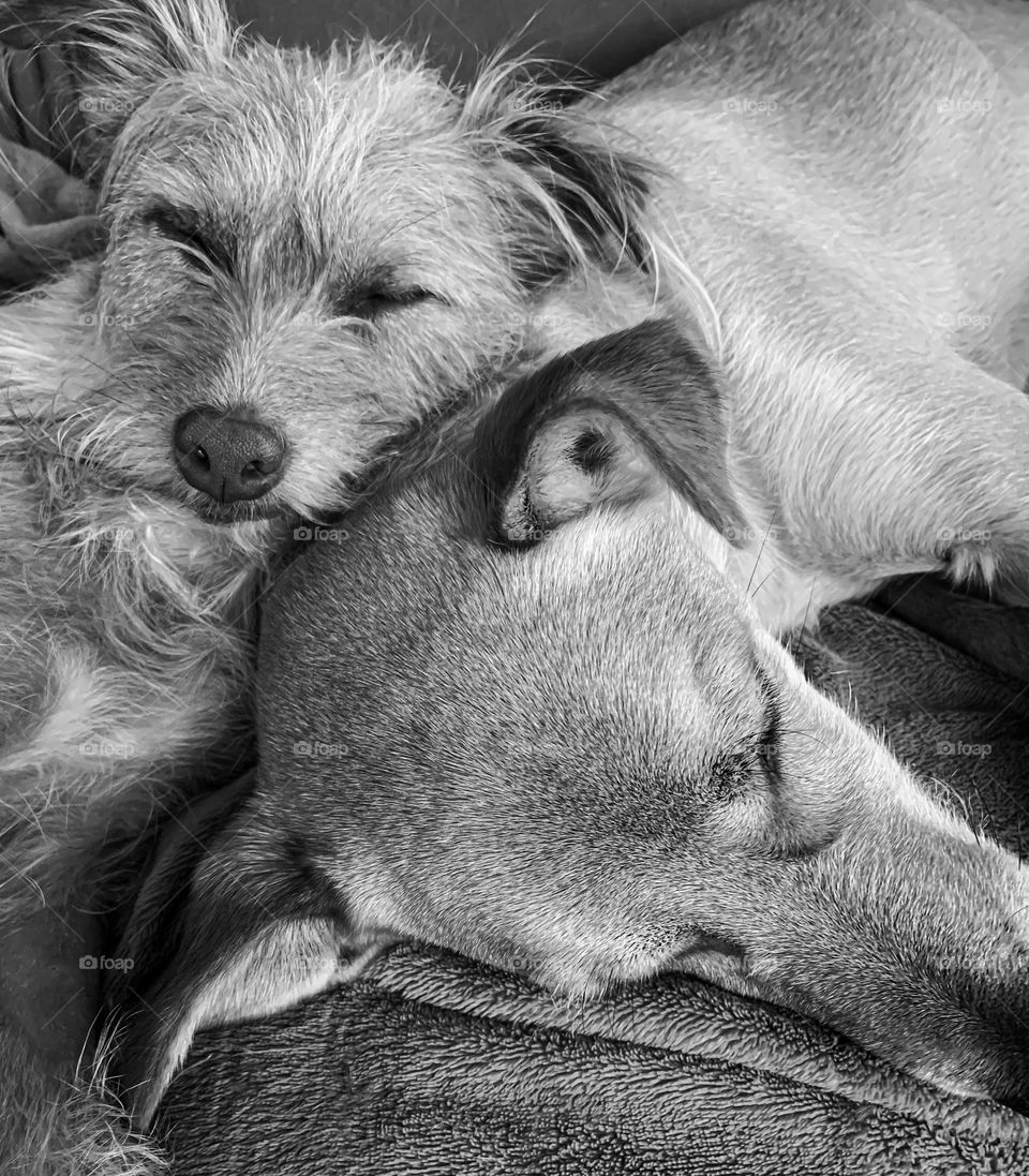 2 dogs sleeping together