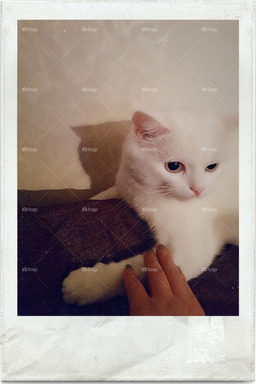 cat Amur